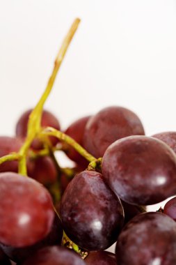 organic red wine grapes