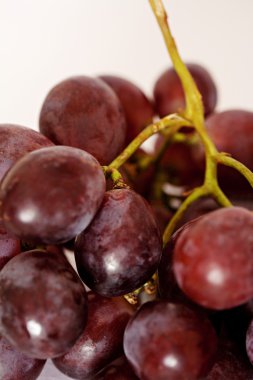 Kırmızı Şaraplık