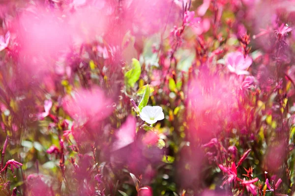 Mall delicate white wild flower — Stok fotoğraf