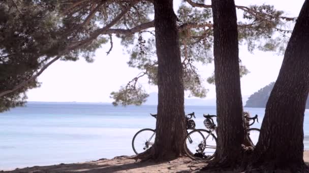 Bicicletas apoyadas en los árboles junto al mar — Vídeo de stock