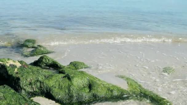 海波浪沐浴绿色岩石海滩上岸 — 图库视频影像