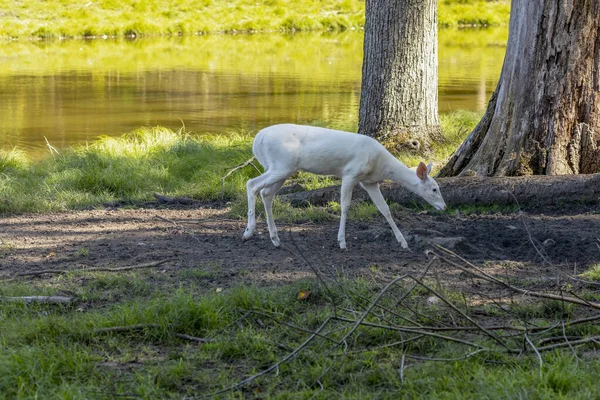 Cerf Blanc Cerf Virginie Couleur Blanche Rare Les Amérindiens Pensaient — Photo