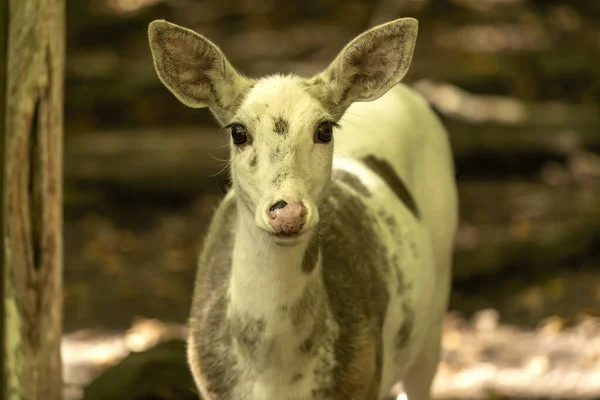 Cerf Virginie Piétiné Rare Dans Zone Conservation — Photo