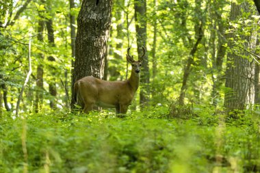 Beyaz kuyruklu geyik. Wisconsin Eyalet Parkı 'ndan doğal manzara.