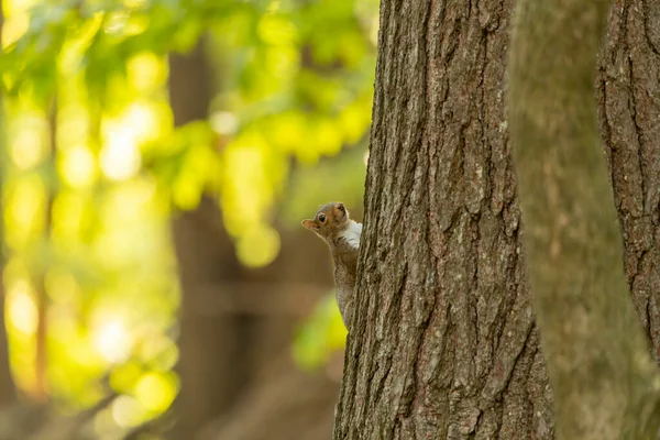 Écureuil Gris Est Connu Sous Nom Écureuil Gris Est Animal — Photo