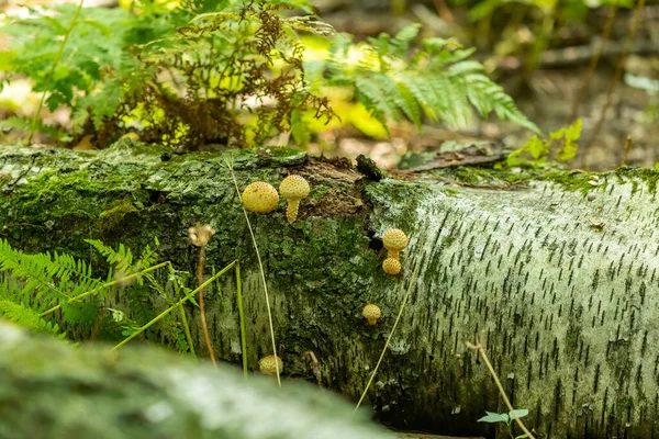 Cogumelo Mel Floresta Outono — Fotografia de Stock