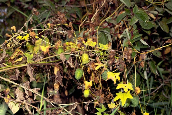 Vahşi Salatalık Agresif Gösterişli Hızlı Büyüyen Yerel Bitki — Stok fotoğraf