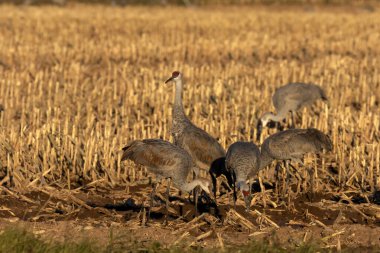 Sahadaki kum tepecikleri