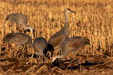 Sahadaki kum tepecikleri
