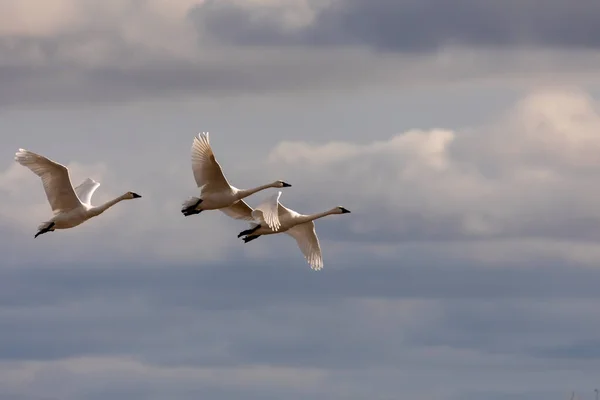 Cisnes Tundra Voo — Fotografia de Stock