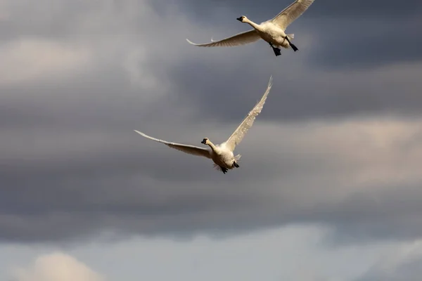 Die Tundra Schwäne Flug — Stockfoto