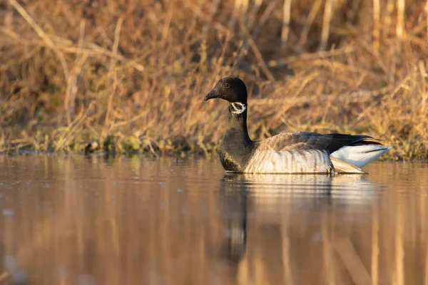 Brant Una Especie Más Pequeña Ganso Escena Del Área Conservación —  Fotos de Stock