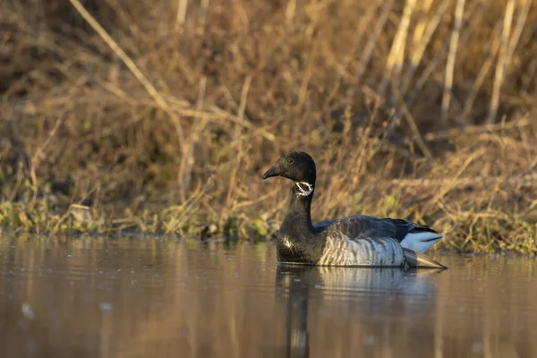 Brant Mindre Gåsart Scen Från Bevarandeområdet Wisconsin Flyttningen — Stockfoto