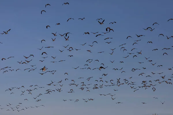 Flock Kanadensiska Gäss Flygning — Stockfoto