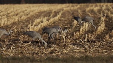 Kum tepesi turna sürüsü sahada