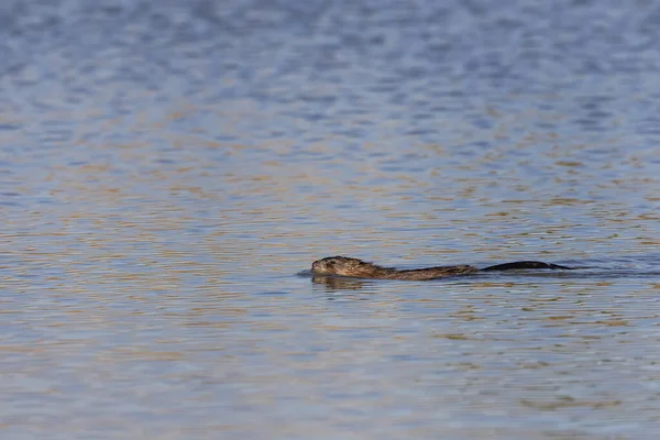 Muskusrat Het Meer — Stockfoto