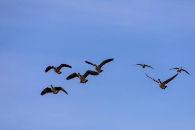 Kanada kazları uçuyor