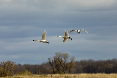 Tundra kuğuları uçuyor