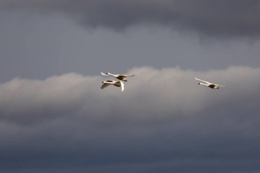 Tundra kuğuları uçuyor