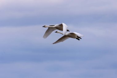 Tundra kuğuları uçuyor