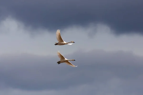 Die Tundra Schwäne Flug — Stockfoto