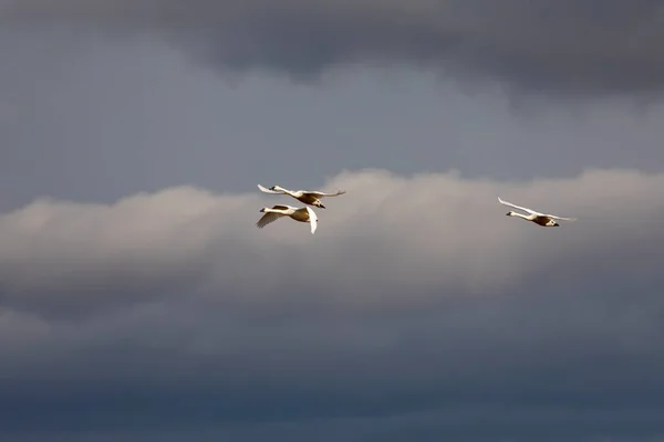 Cisnes Tundra Voo — Fotografia de Stock