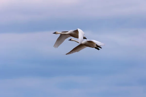 Tundra Kuğuları Uçuyor — Stok fotoğraf