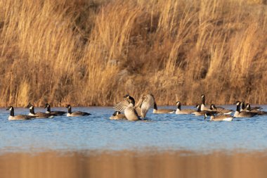 Gölde Kanada kaz sürüsü