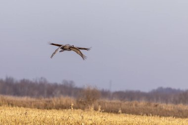 Kum tepesi vinci uçuyor