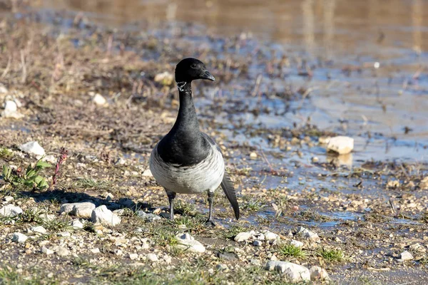 Brant Mindre Gåsarter Scen Från Bevarandeområdet Wisconsin Flyttning Med Skadad — Stockfoto