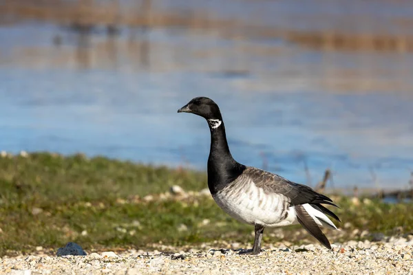 Brante Menší Druh Husy Scéna Chráněné Oblasti Wisconsin Během Migrace — Stock fotografie