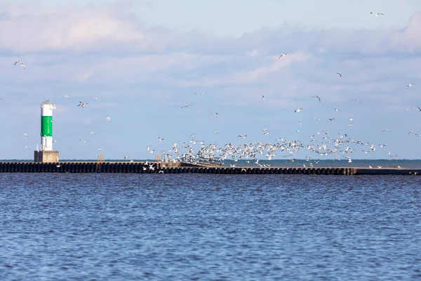 Rebaño Gaviotas Lago Michigan —  Fotos de Stock