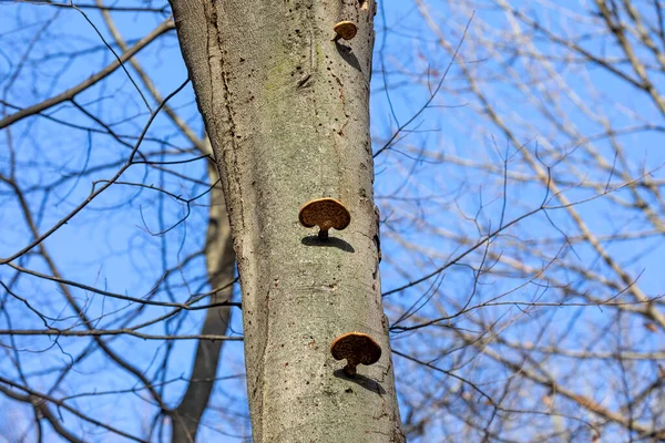 Champiñones Hongos Destructores Madera Tronco Árbol Viejo — Foto de Stock