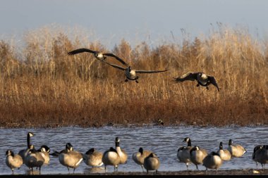 Kanadalı kazlar uçuyor, Wisconsin 'den doğal manzara.