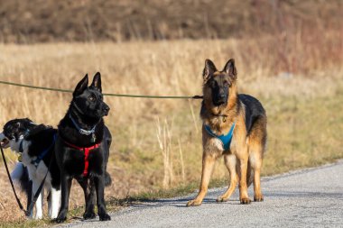Kırsalda köpeklerle yürümek