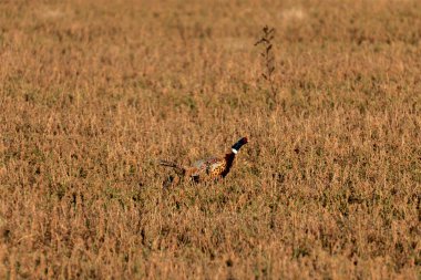 Çayırdaki sülün, Killsnake koruma alanından bir sahne.