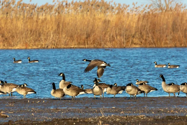 Schwarm Kanadischer Gänse Michigansee — Stockfoto