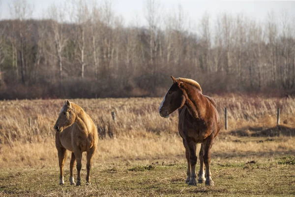 Work Horse Pasture Scene Wisconsin — Stock Photo, Image