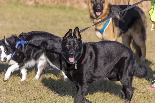 Paseo Con Perros Campo — Foto de Stock