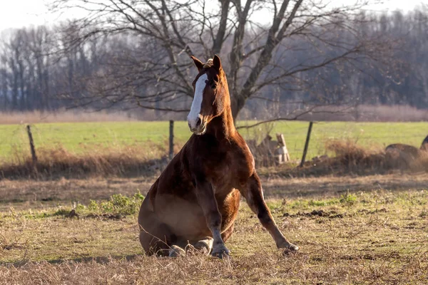 Work Horse Pasture Scene Wisconsin — Stock Photo, Image