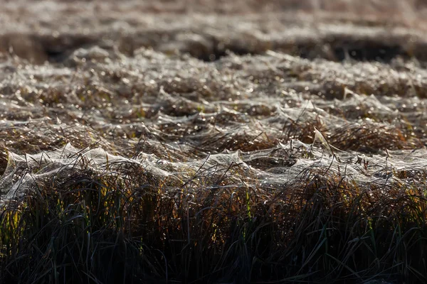 Trawa Pokryta Pajęczynami — Zdjęcie stockowe