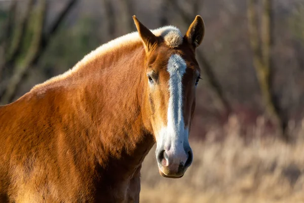 牧草地での作業馬 ウィスコンシン州からのシーン — ストック写真