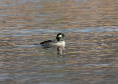 Yetişkin kadın bufalo. Büyük kabarık kafalı, küçük bir Kuzey Amerika ördeği..