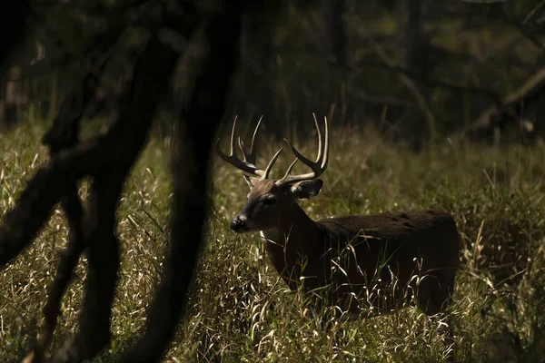 Witstaartherten Vroege Ochtend Weide Donkere Scène Uit Wisconsin Natuurgebied — Stockfoto