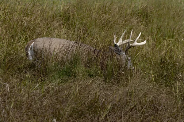 Cervos Cauda Branca Buck Escondido Grama Alta — Fotografia de Stock