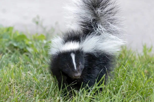 Skunks Nord Och Sydamerikanska Däggdjur — Stockfoto