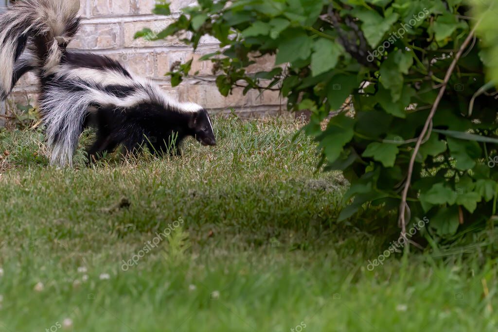 Los zorrillos son mamíferos nativos de América del Norte y del Sur 2022