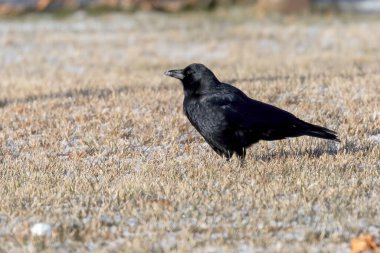 The American crow on the meadow clipart