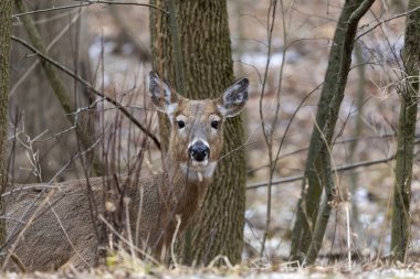 Wisconsin Eyalet Parkı 'nda beyaz kuyruklu geyik