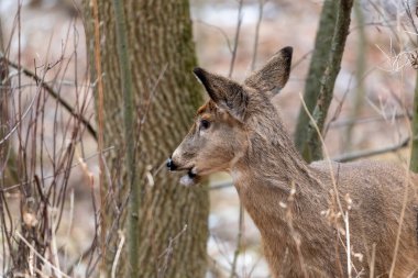 Karlı ormanda beyaz kuyruklu geyik. Wisconsin Eyalet Parkı 'ndan Sahne.